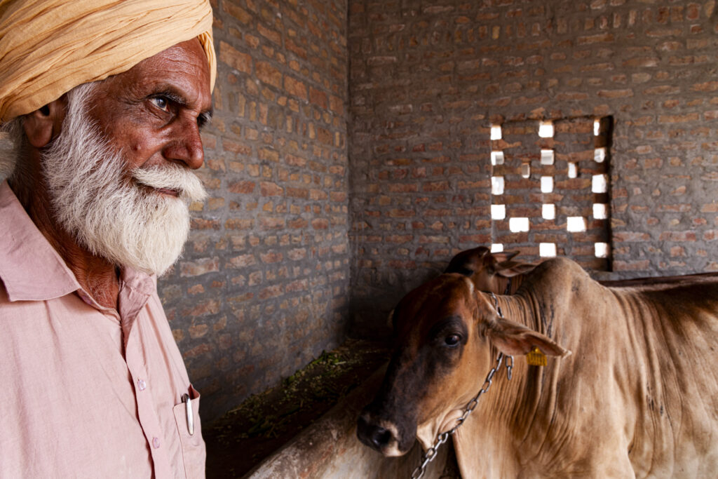 Harten Singh Metha, attuale presidente di Kheti Virasat Mission, posa insieme a due delle sue vacche nel cortile della propria casa.