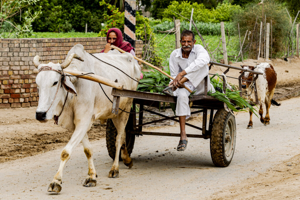 A woman and a man move on their cart, pulled by an ox. In the town in the town of Fazilka in the Dhingawali district of Punjab, life is extremely active from the early morning: one encounters groups of shepherds taking animals to pastures, children going to school, carpenters at work, and families of laborers moving about.