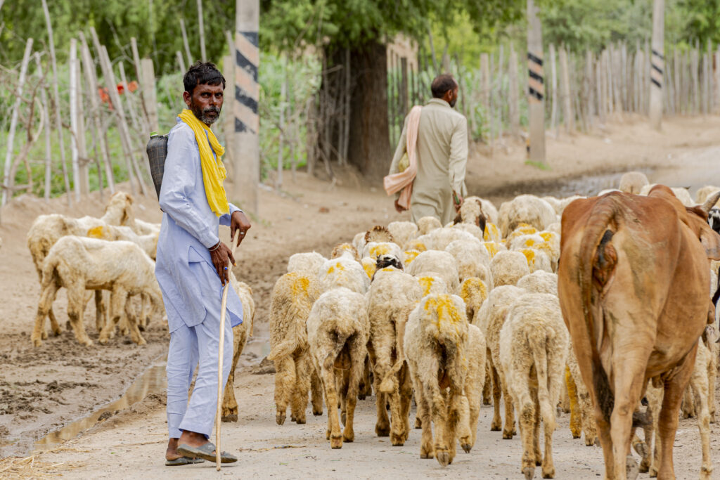 Un pastore accompagna un gruppo di pecore e mucche verso il pascolo di prima mattina nella città di Fazilka nel distretto di Dhingawali in Punjab