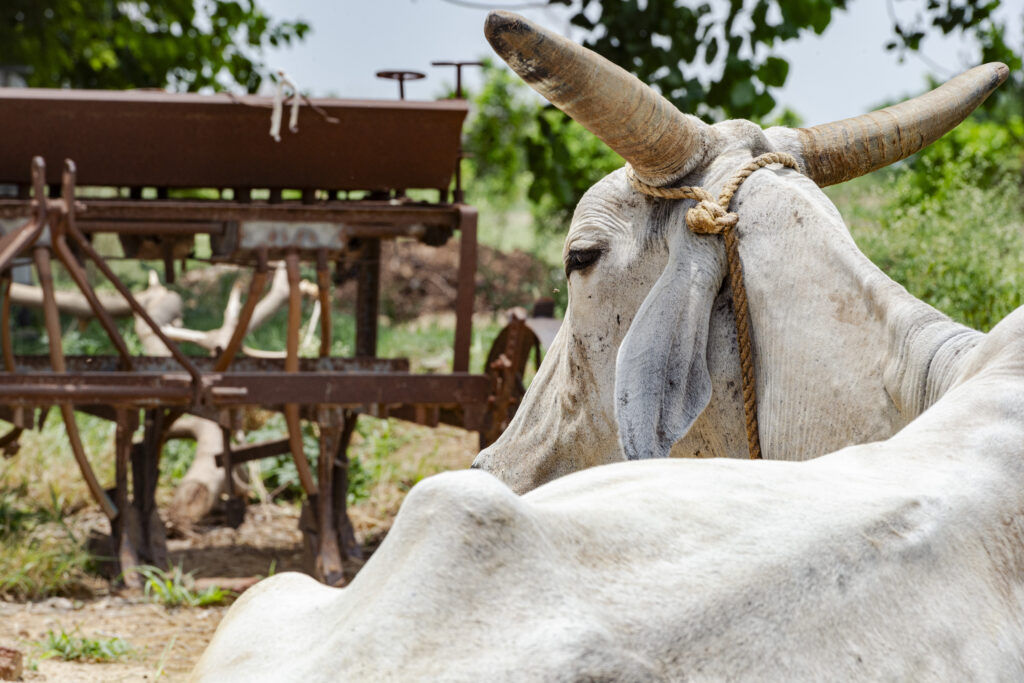 Una mucca dal manto bianco e un aratro riposano sotto il sole di mezzogiorno.