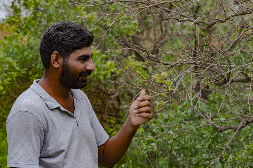 Manghi Ram Majugarh is a farmer who has been converting his crops to natural and synergistic agriculture for eight years. In the photo, he shows the effects of climate change on some neem trees that died due to too low temperatures in winter.