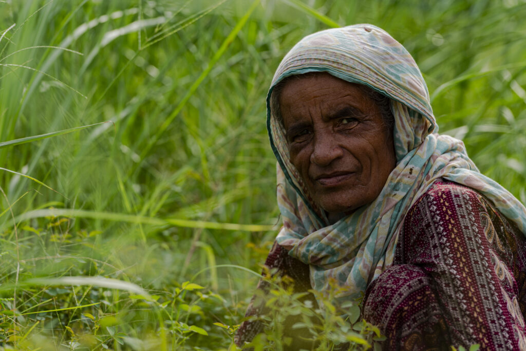An elderly woman works in her family's field. She is portrayed squatting in the grass while harvesting.