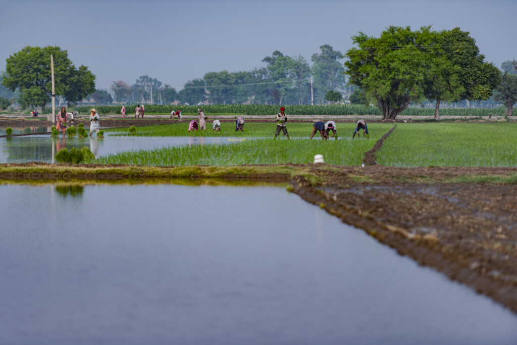 A group of laborers work in a rice field during the rice planting period.